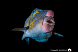 Boxfish during a night dive by Marco Gargiulo 